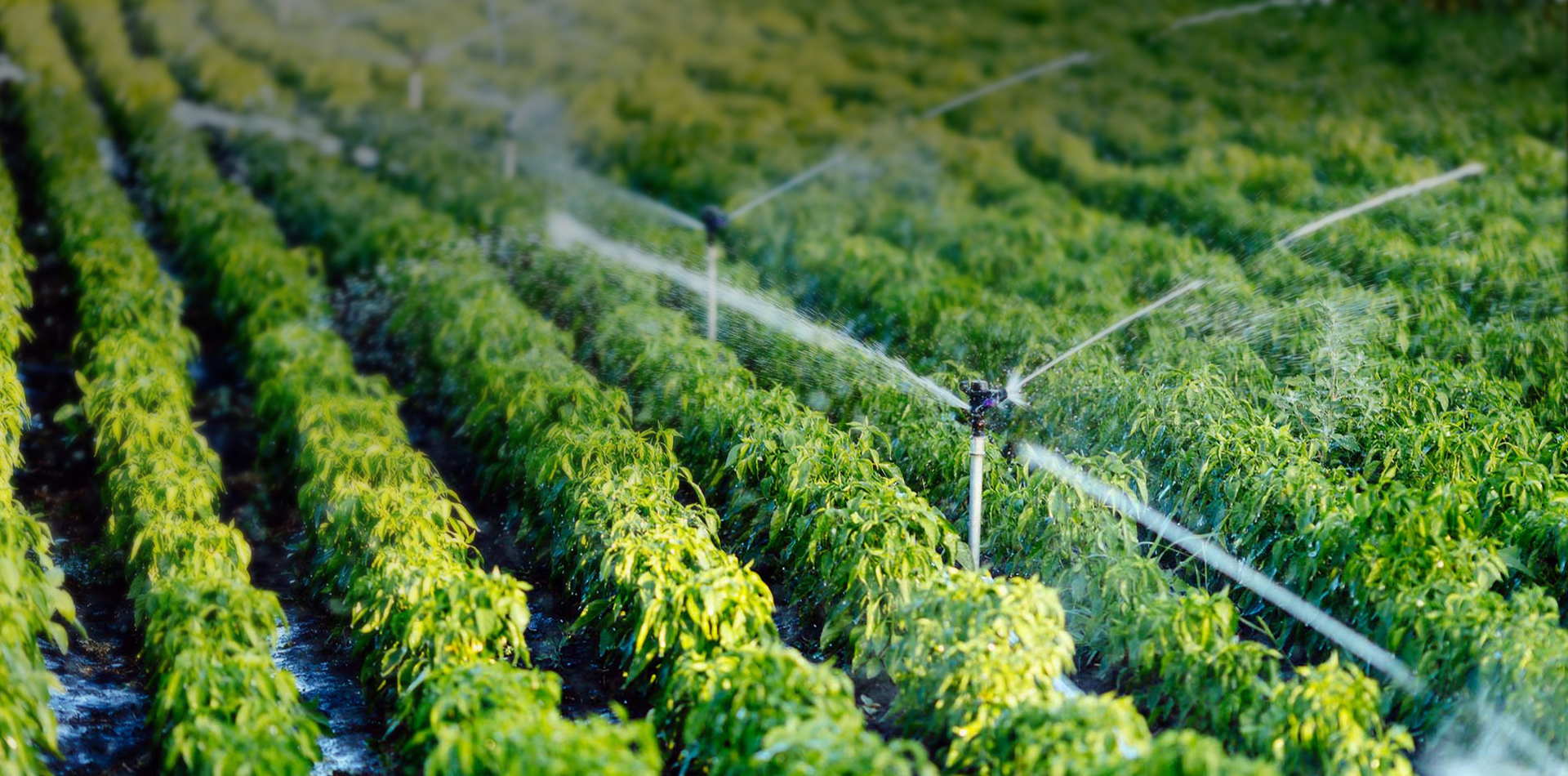 Ningbo Dewo Irrigation Equipment Co., Ltd.